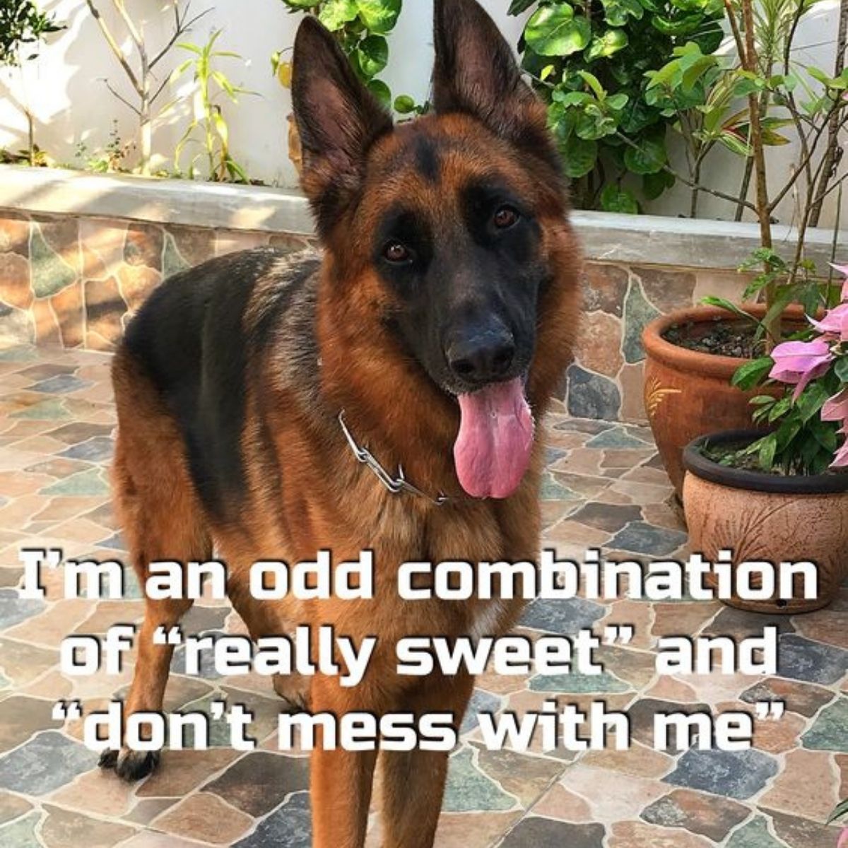 30+ Best German Shepherd Quotes and Sayings - The Paws