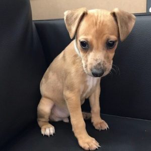 36 Dogs Mixed With Jack Russell Terriers