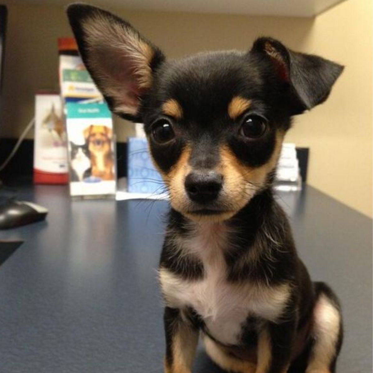 black jack russell terrier chihuahua mix