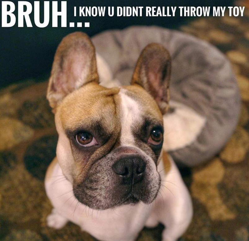 45 Best French Bulldog Memes of All Time – Page 7 – The Paws