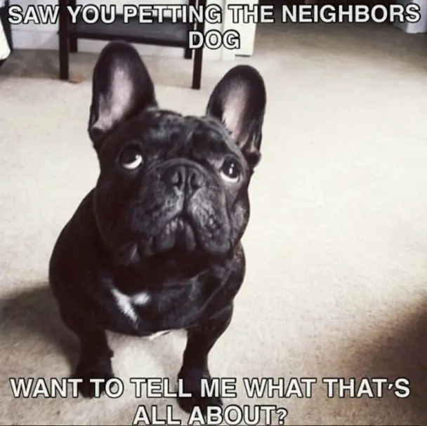 45 Best French Bulldog Memes of All Time | Page 3 of 11 | The Paws