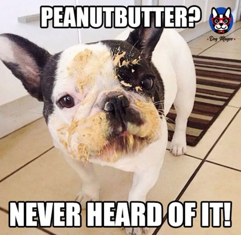 The Best Memes 10 Best French Bulldog Memes Of All Ti - vrogue.co
