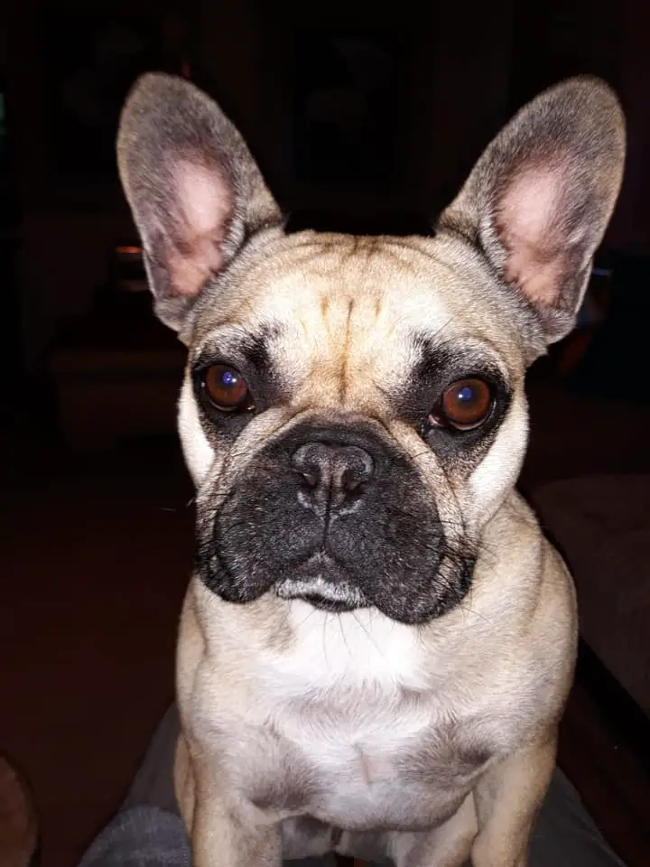 French Bulldog Names – The Ultimate List! (35+ Great Dog Names) - The Paws