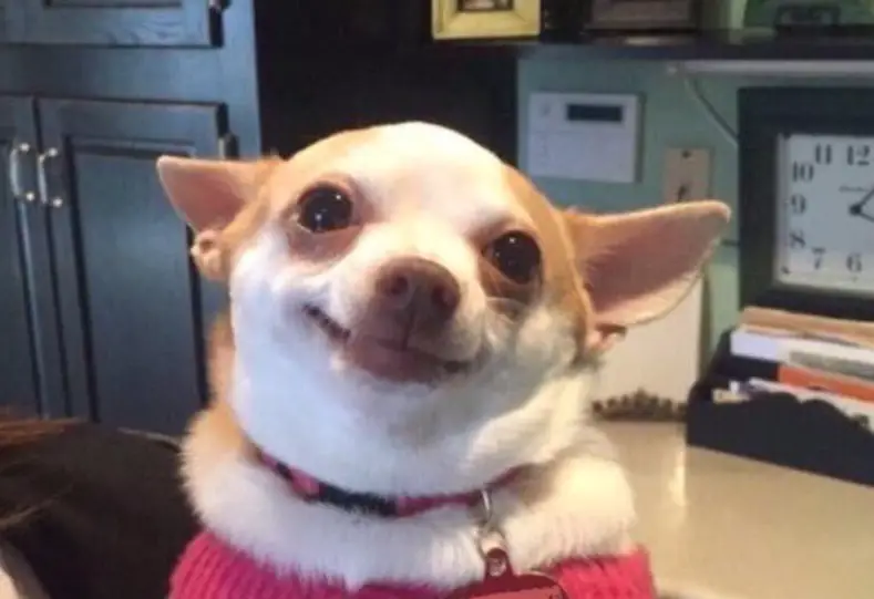 Funny Dog Memes Chihuahua