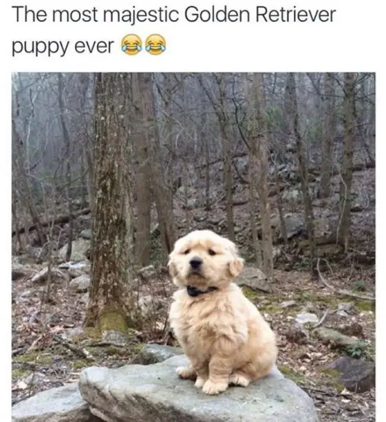 30 Best Golden Retriever Memes Of All Time The Paws 2539