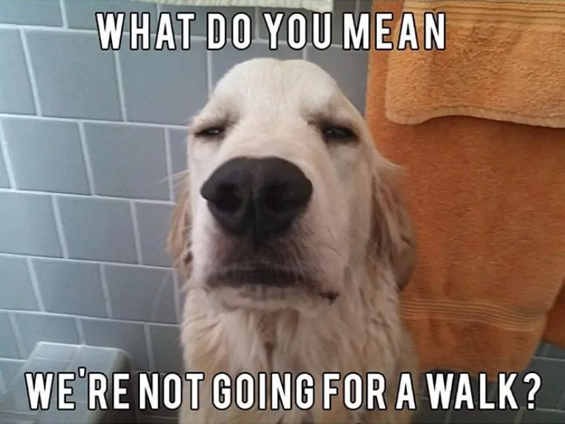30 Best Golden Retriever Memes Of All Time Page 5 The Paws 6459