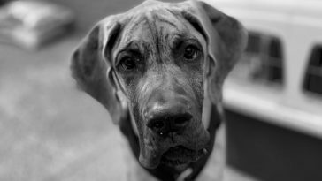 20 Best Great Dane Memes of All Time | The Paws