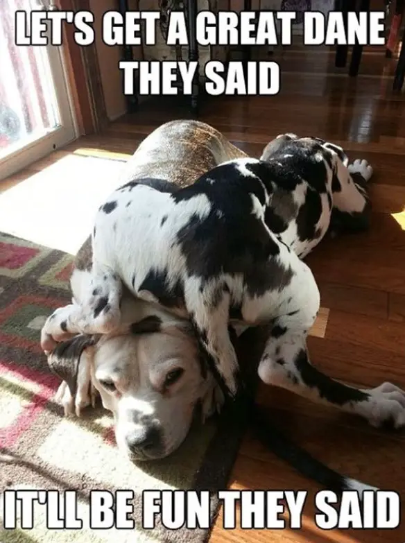 20 Best Great Dane Memes of All Time | Page 4 of 7 | The Paws