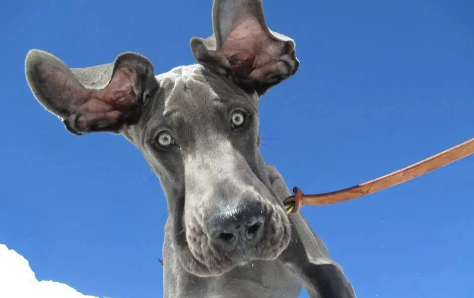 20 Best Great Dane Memes of All Time | Page 2 of 7 | The Paws