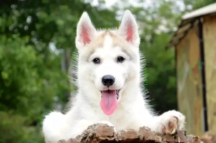 10+ Best Husky Dog Names - The Paws