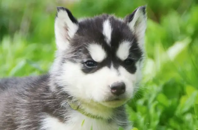 10+ Best Husky Dog Names - The Paws