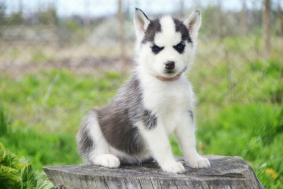 10+ Best Husky Dog Names - The Paws