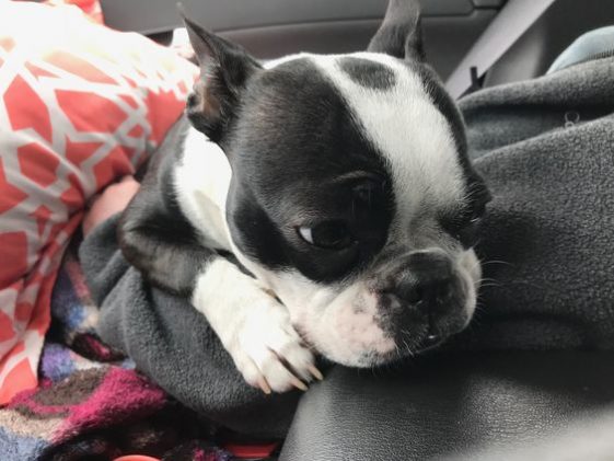 16 of the Cutest Miniature Boston Terrier Pics Ever | Page 4 of 5 | The ...