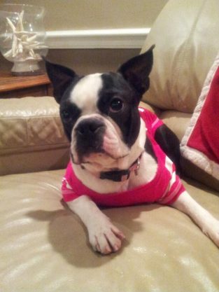 16 of the Cutest Miniature Boston Terrier Pics Ever – The Paws