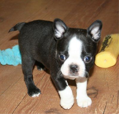 16 of the Cutest Miniature Boston Terrier Pics Ever | Page 4 of 5 | The ...