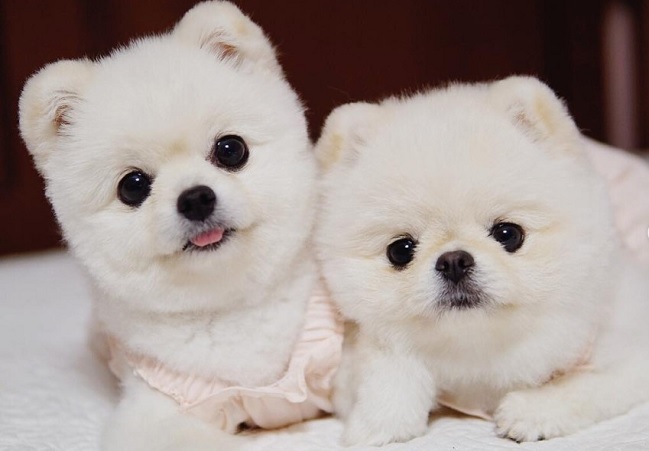 16 Pomeranian Dogs You Should Follow on Instagram | The Paws