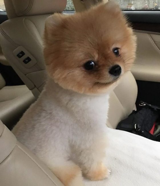 pomeranian teddy bear cut before and after