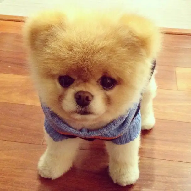 Top 6 Best Pomeranian Haircut Styles The Paws   Pomeranian Teddy Bear Cut 13 608x608 