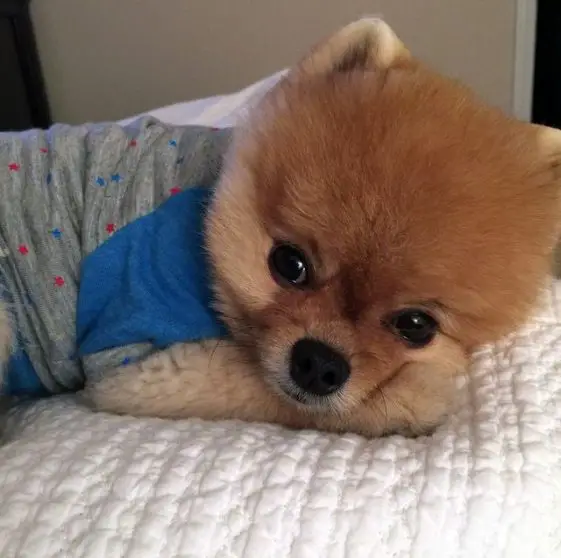 pomeranian that looks like a teddy bear