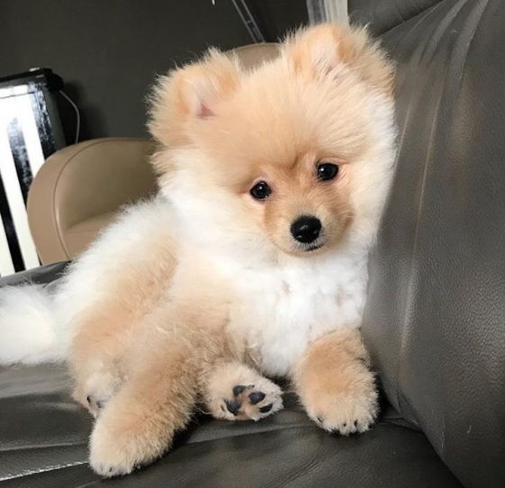 boo pomeranian teddy bear