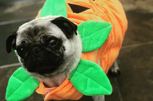 Pug halloween costume for kids