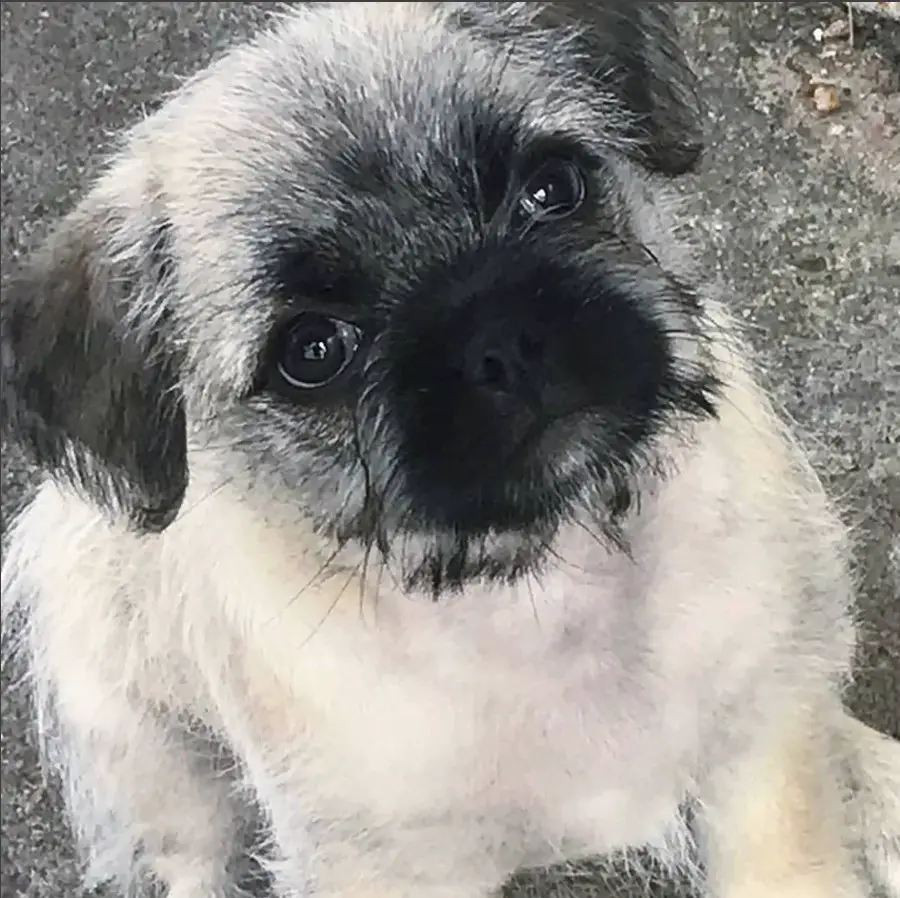 pug mixed with maltese