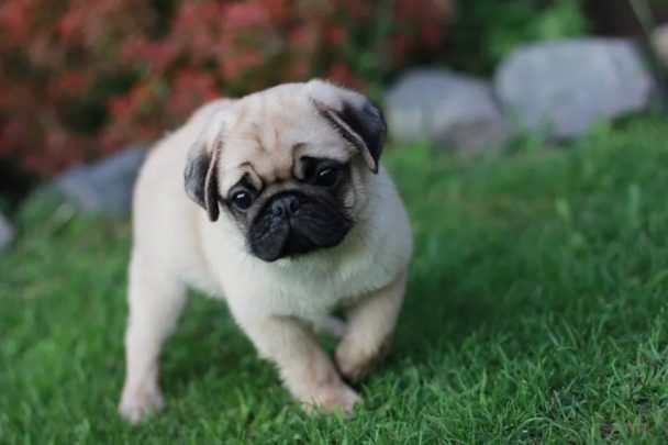 10+ Best Pug Dog Names - The Paws