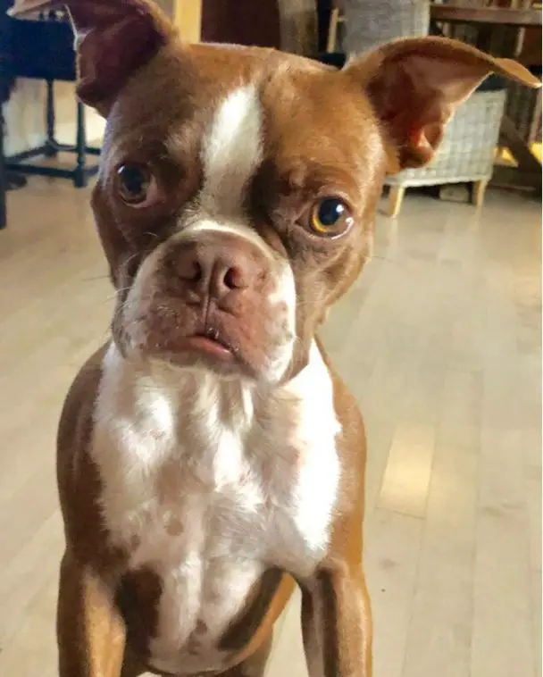 The 25 Cutest Red Boston Terrier Pics Ever According To Instagram ...