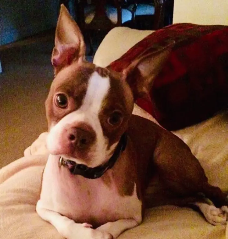 The 25 Cutest Red Boston Terrier Pics Ever According To Instagram - The ...