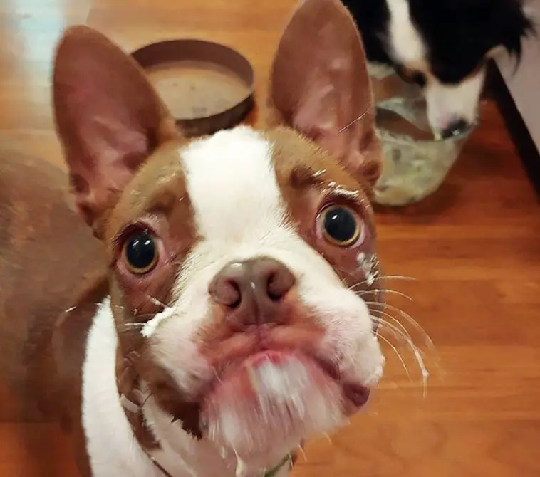 The 25 Cutest Red Boston Terrier Pics Ever According To Instagram | The ...