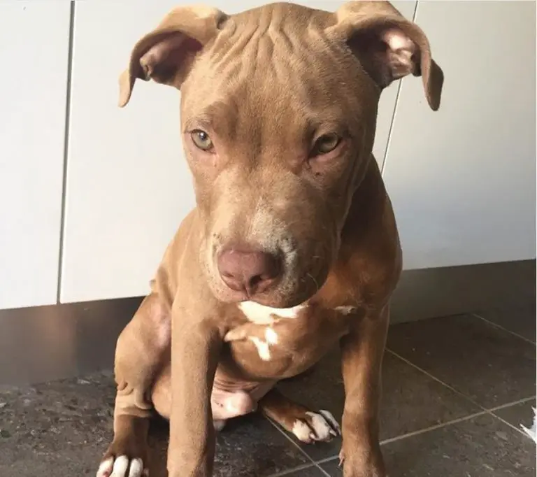 red nose pitbull stuffed animal