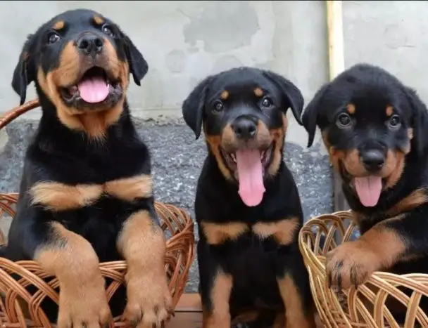 10+ Best Rottweiler Dog Names - The Paws