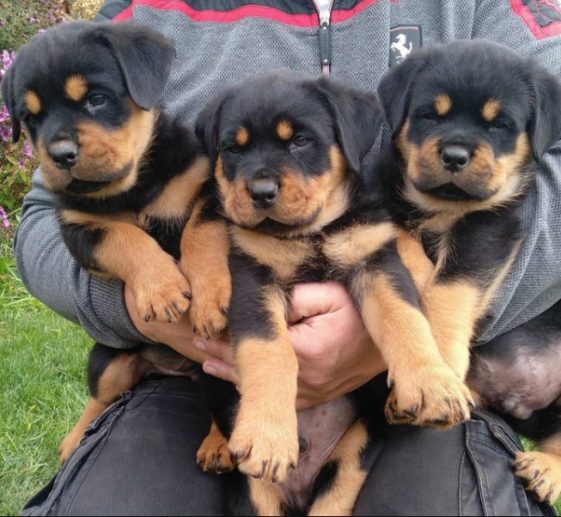 10+ Best Rottweiler Dog Names - The Paws