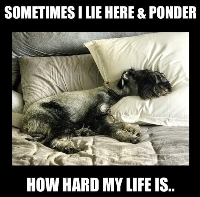 10 Best Schnauzer Memes of All Time | Page 2 of 4 | The Paws