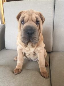 10+ Best Shar-Pei Dog Names - The Paws