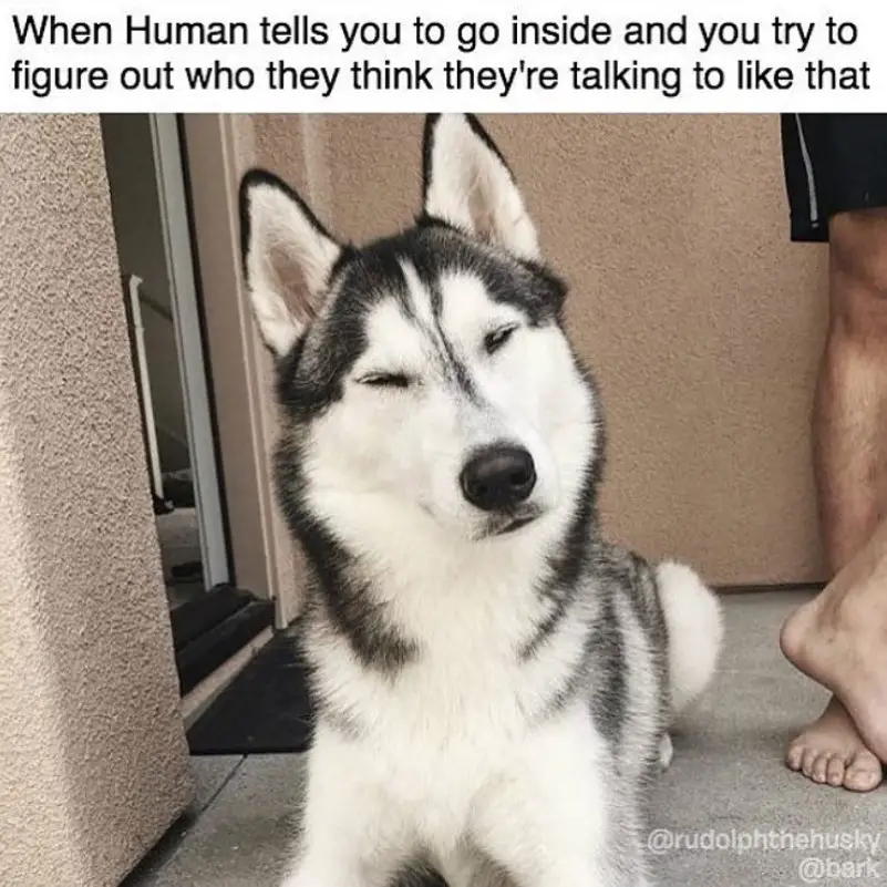 35 Best Siberian Husky Memes of All Time | Page 2 of 11 | The Paws