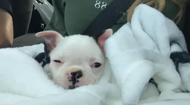 18 of the Cutest Pictures of White Boston Terrier Dogs | The Paws