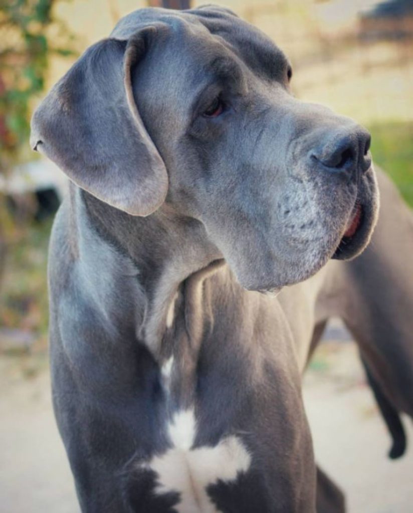 33 Cutest Blue Great Dane Pictures Ever - The Paws