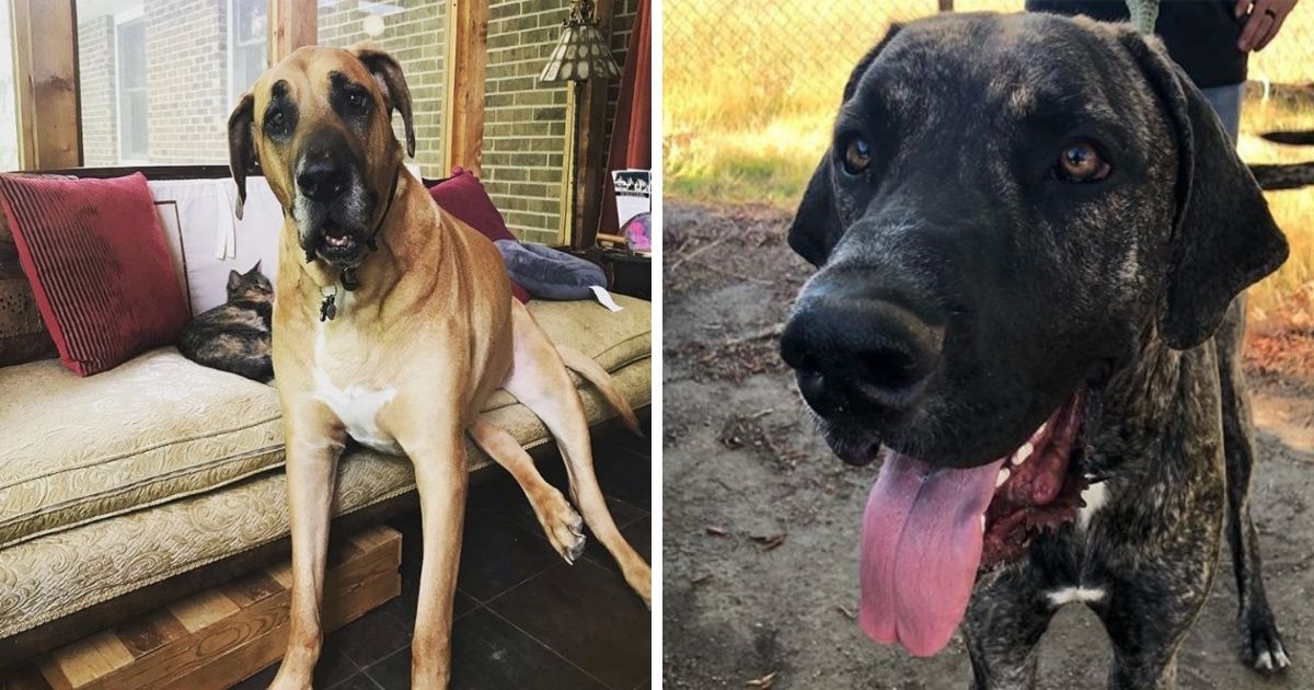 22 Mastiffs Mixed With Great Dane - The Paws