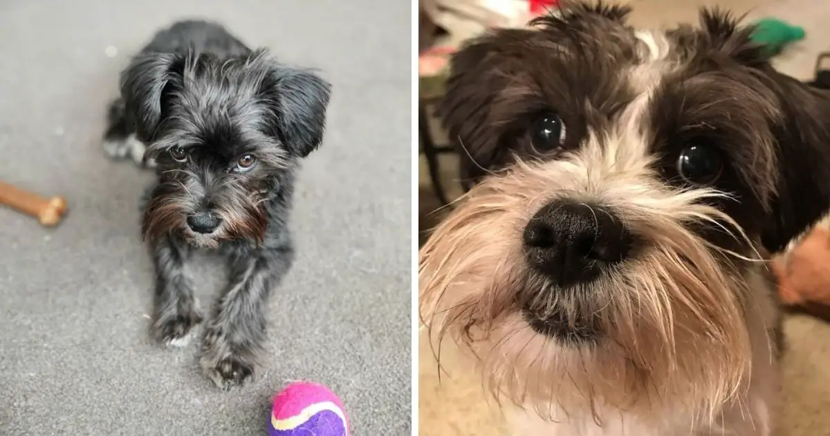 18 Schnauzers Mixed With Shih Tzu - The Paws