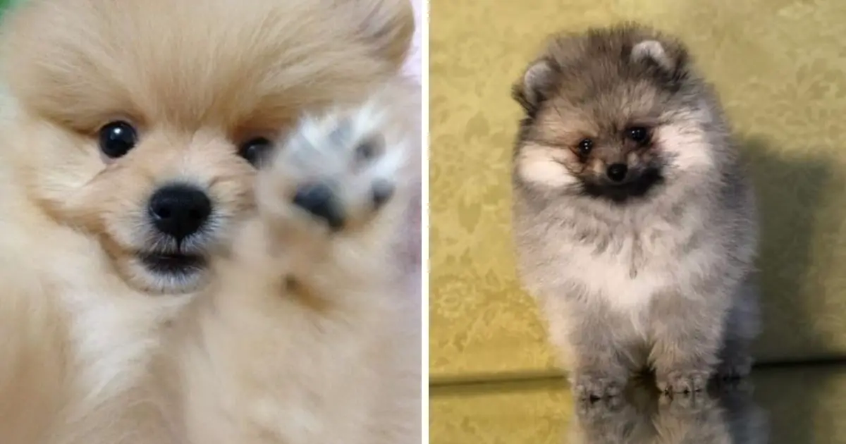 21 Reasons to Choose a Pomeranian - The Paws