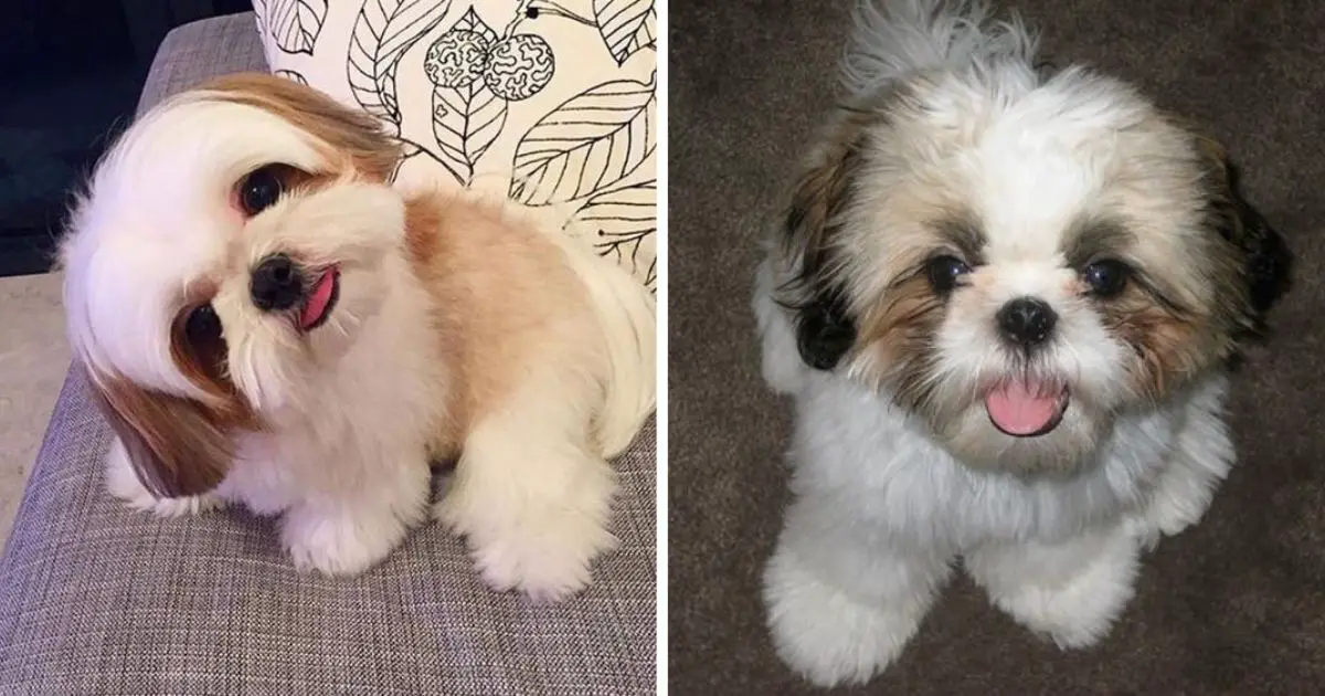 12 Signs You Are A Crazy Shih Tzu Person - The Paws