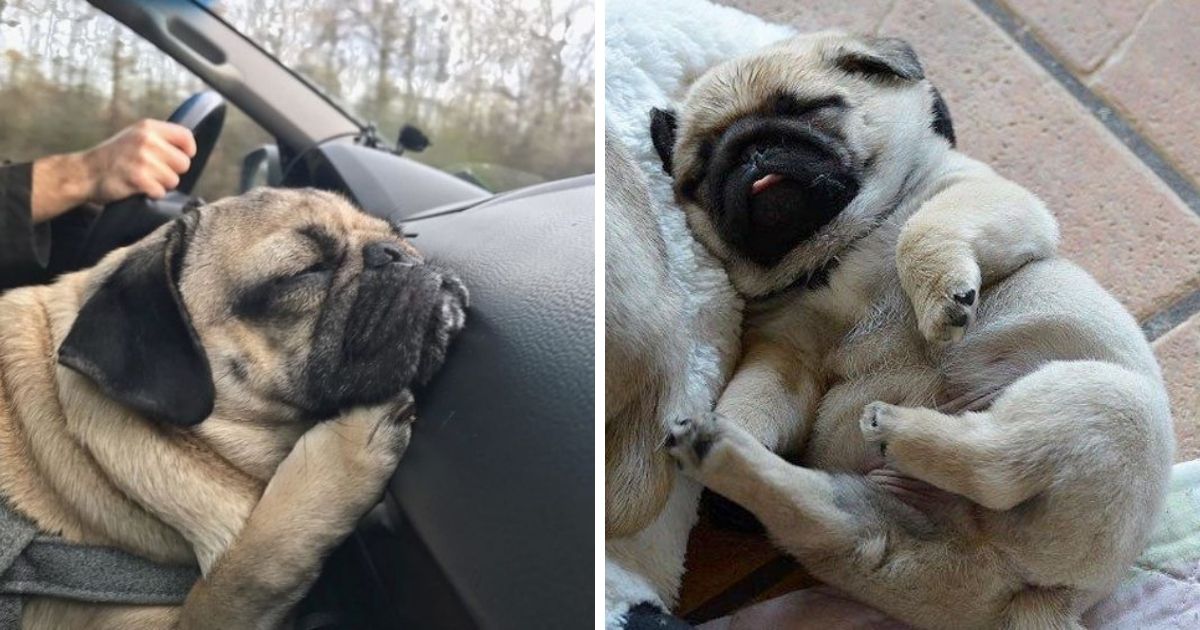 The 36 Funniest Pug Sleeping Positions - The Paws