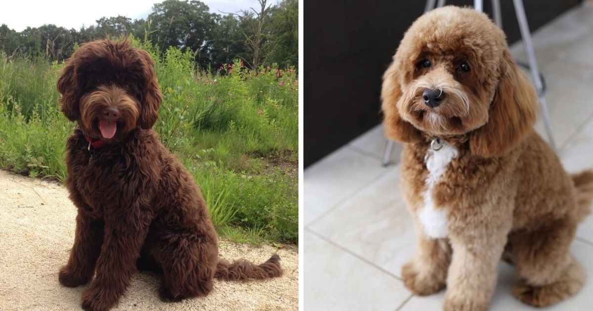 25 Best Labradoodle Haircuts for Dog Lovers - The Paws