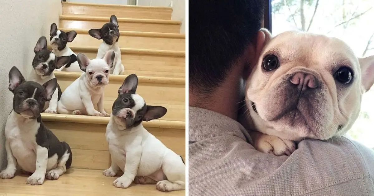 20 Reasons Why You Should Never Own French Bulldogs - The Paws