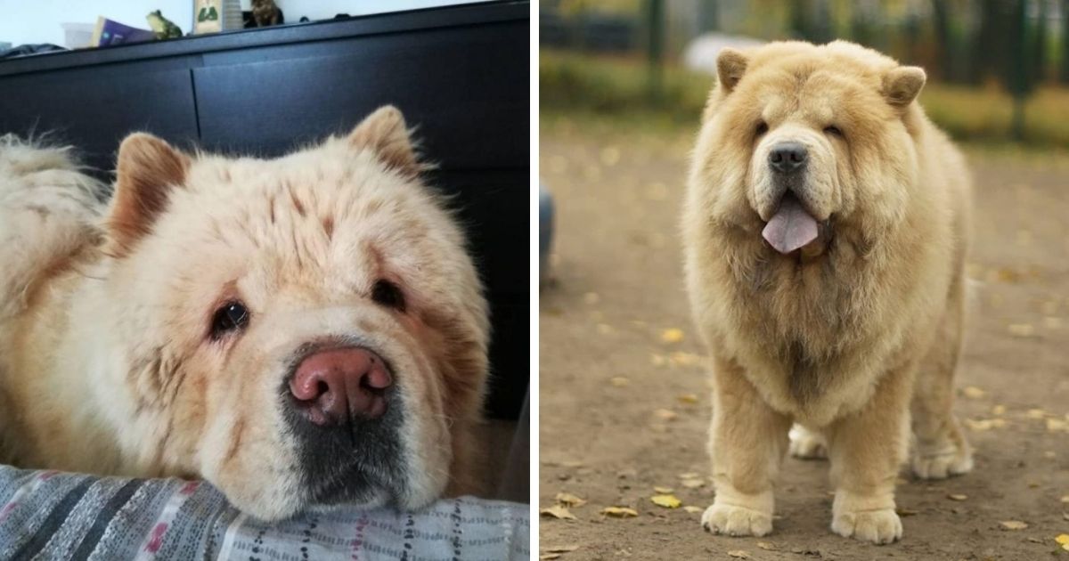 21 Reasons to Choose a Chow Chow - The Paws