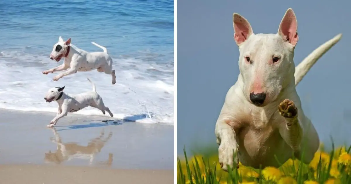 how fast can a bull terrier run