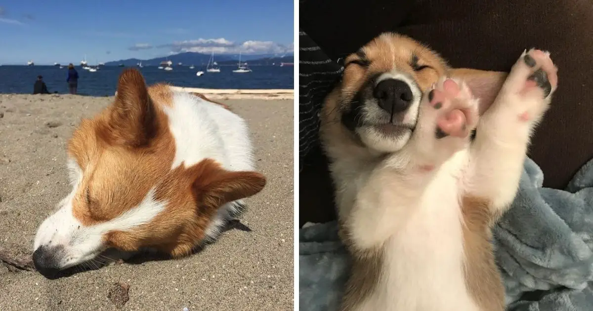 Welsh Corgis Sleeping In Totally Ridiculous Positions The Paws