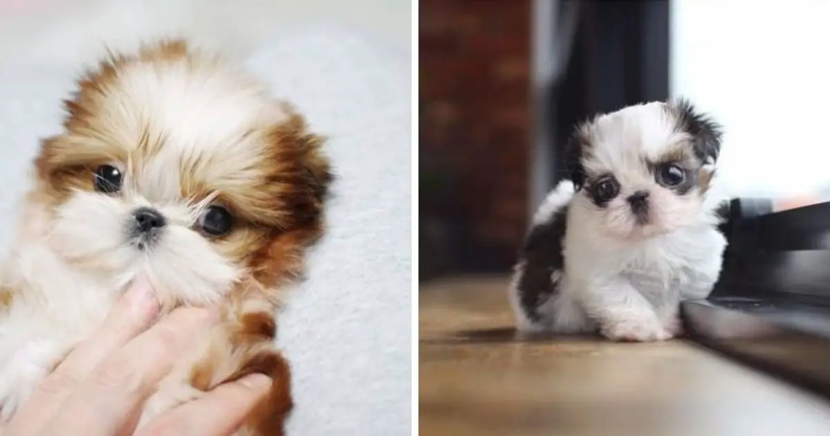 The 25 Cutest Pictures of Teacup Shih Tzus - The Paws