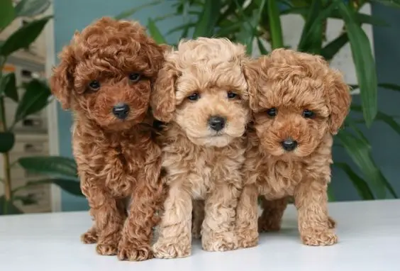 35 Golden Retrievers Mixed With Poodle - GolDenooDle Puppies